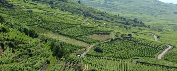 régions viticoles de France