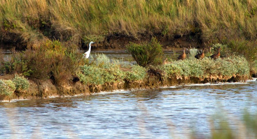 Salines de l'Île d'Olonne