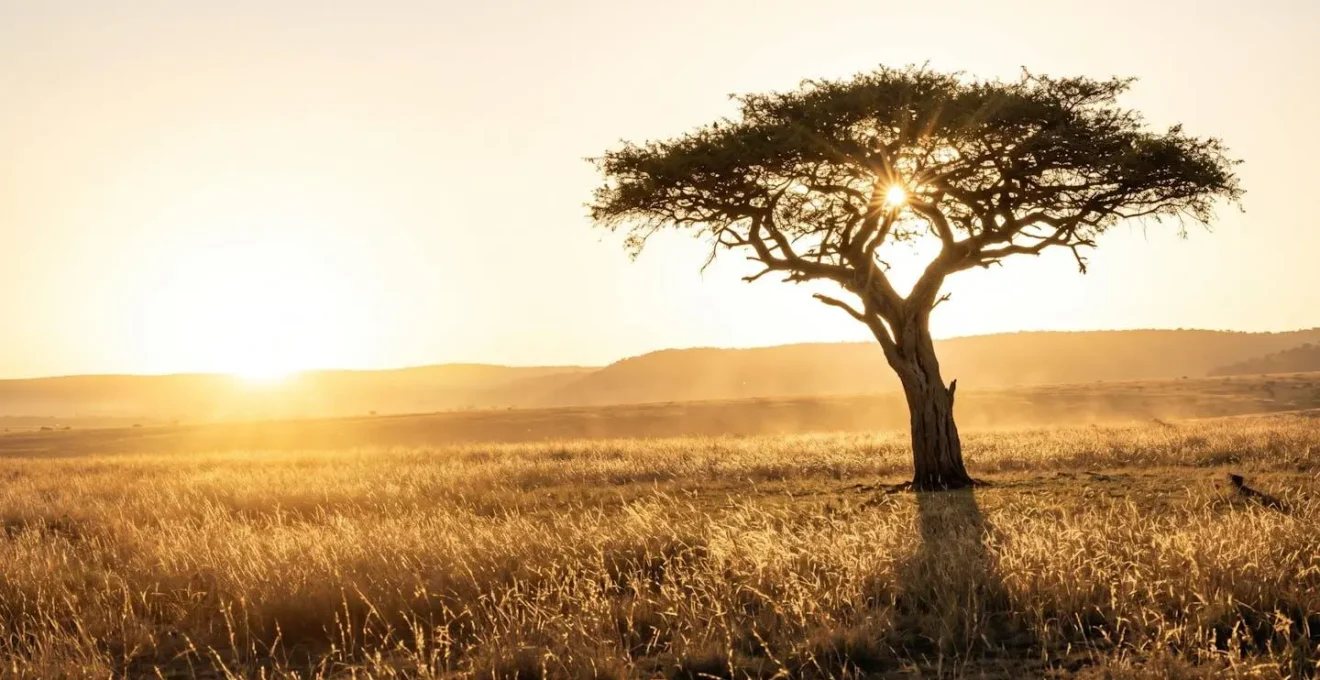 Acacia solitaire baigné par la lumière dorée du lever de soleil dans la savane kenyane